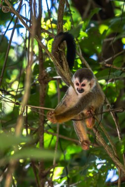 Sincap maymun, Saimiri oerstedii, yeşil yaprakları, Corcovado Np, Kosta Rika ile ağaç gövdesi üzerinde oturuyor. Tropik Orman bitki örtüsü maymun. Doğadan yaban hayatı sahne. Güzel sevimli hayvan.