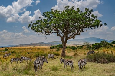 Masai Mary Kenya ovalarında otlayan bir zebra sürüsü..