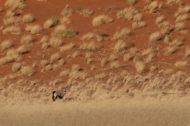 Namib Çölü 'nde kum tepeleri ve Namibya' nın ön planında ağaçlar.