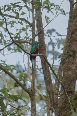 Saygıdeğer Quetzal, Pharomachrus mocinno, Kosta Rika 'nın Savegre kentinden, arka planda bulanık yeşil orman. Muhteşem kutsal yeşil ve kırmızı kuş
