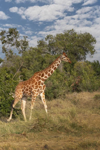 Giraffa Kenya Masai Mara Giraffa Reticulata Tramonto — Foto Stock