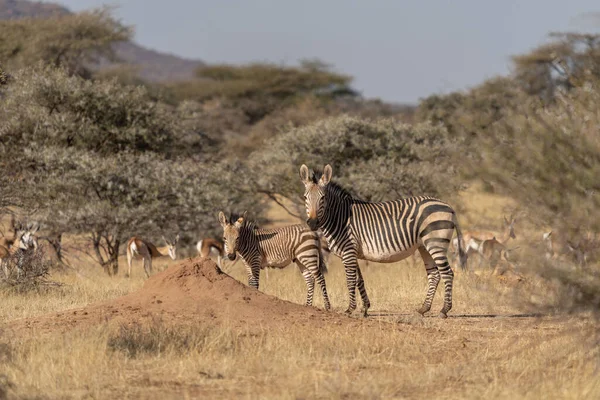Afrikanische Ebenen Zebra Auf Den Trockenen Braunen Savannen Grasland Browsing — Stockfoto