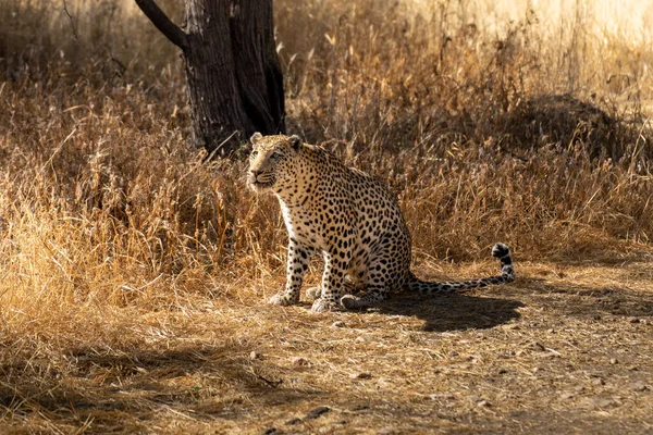 Luipaard Afrikaanse Savanne Wachtend Prooi Namibië — Stockfoto