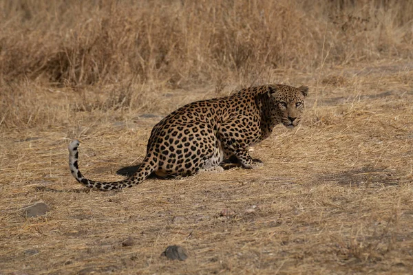 Luipaard Afrikaanse Savanne Wachtend Prooi Namibië — Stockfoto