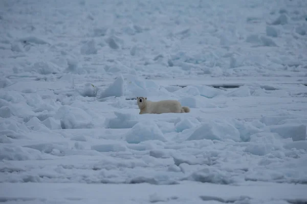 Белый Медведь Ursus Maritimus Спит Северном Океане — стоковое фото