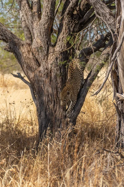 Pascoli Leopardati Namibia Post Kalahari — Foto Stock