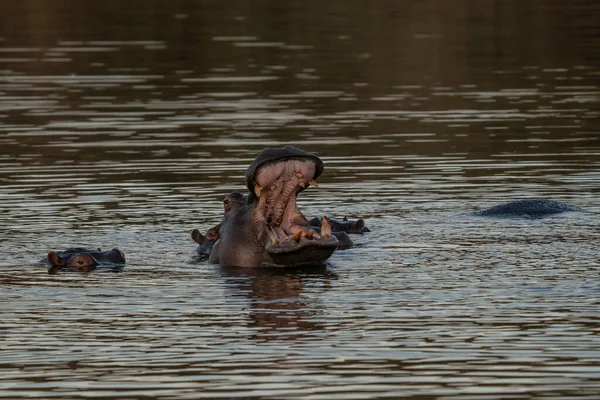 Κοινός Ιπποπόταμος Hippopotamus Amphibius Ιπποπόταμος Είναι Ένα Μεγάλο Κυρίως Φυτοφάγο — Φωτογραφία Αρχείου