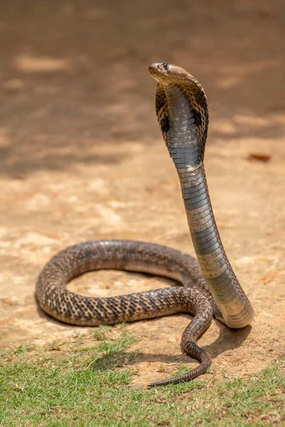 Kobra Běžné Jméno Některých Elipidů Schopných Rozšířit Žebra Vytvořit Tak — Stock fotografie