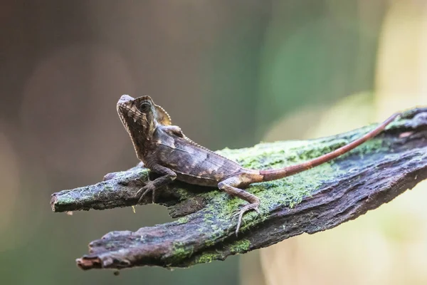 Pürüzsüz Miğferli Iguana Bazen Miğferli Iguana Olarak Bilinen Miğferli Basilisk — Stok fotoğraf