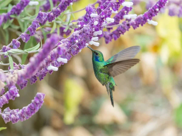 Groene Viooloor Colibri Thalassinus Kolibrie Vlucht Geïsoleerd Een Groene Achtergrond — Stockfoto