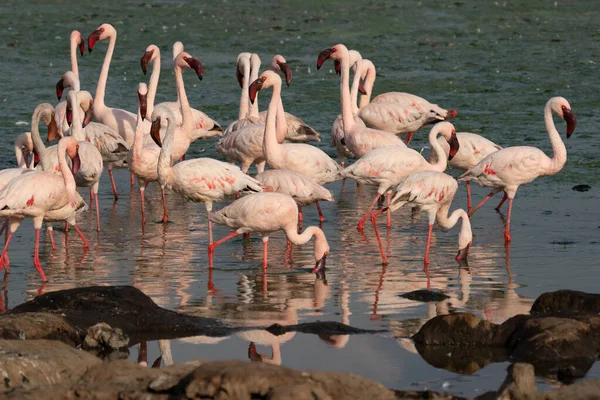 Flying Flock Flamingos Blue Sky Background — Stock Photo, Image