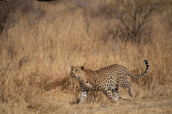 Een Luipaard Zoek Naar Prooi Graslanden Van Namibië Kalahari Woestijn — Stockfoto