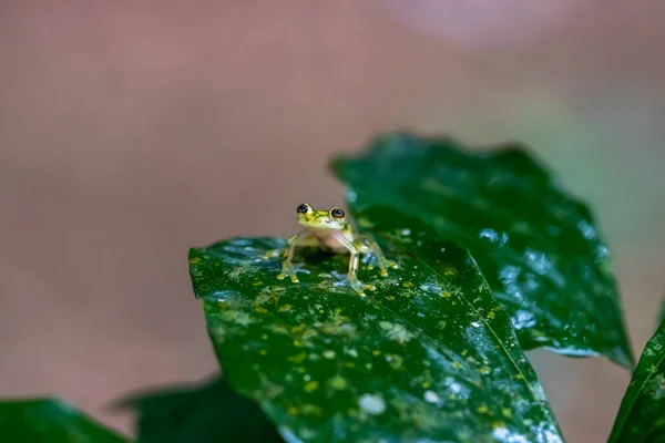 Reticulated Glass Frog Hyalinobatrachium Valerioi Beautiful Small Green Yellow Frog — Stock Photo, Image