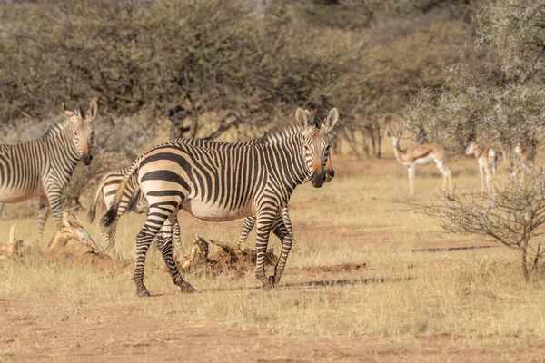 Afrikanische Ebenen Zebra Auf Den Trockenen Braunen Savannen Grasland Browsing — Stockfoto