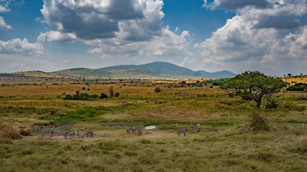 Masai Mary Kenya Ovalarında Otlayan Bir Zebra Sürüsü — Stok fotoğraf