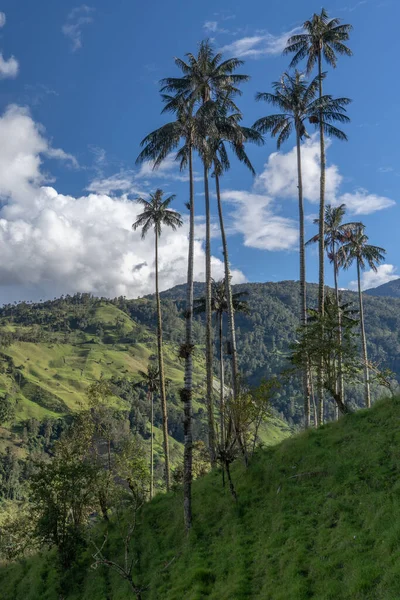 Wax Palm Trees Native Humid Montane Forests Andes Towering Landscape — Stok fotoğraf