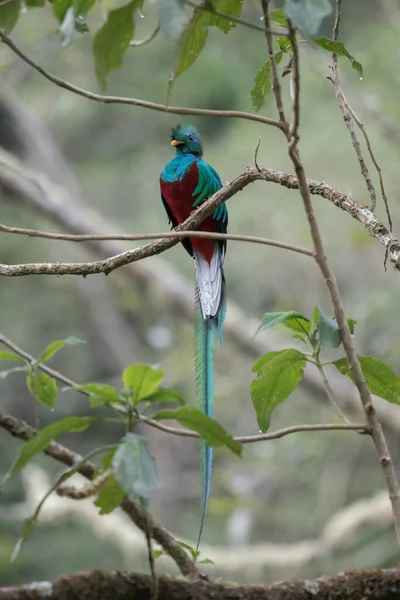 Tündöklő Quetzal Pharomachrus Mocinno Costa Ricai Savegre Ből Homályos Zöld — Stock Fotó