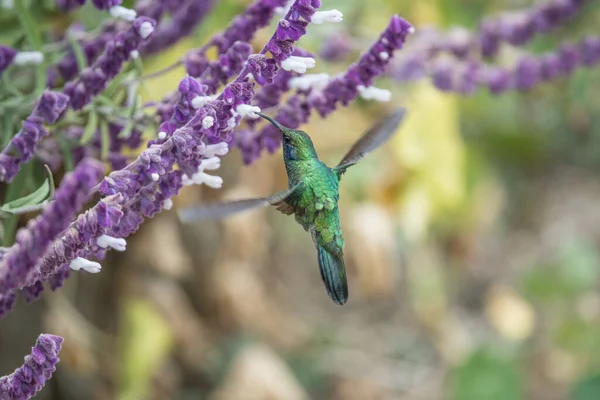 Orelha Violeta Verde Colibri Thalassinus Beija Flor Voo Isolado Fundo — Fotografia de Stock