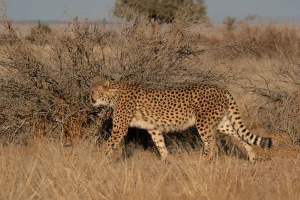 Gepard Hledající Kořist Pastvinách Pouště Kalahari Namibii — Stock fotografie
