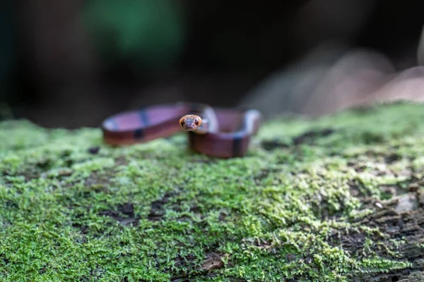 stock image Costa Rican coral snake common snake distributed from the east and southeastern Caribbean in Nicaragua to Caribbean in Panama. In Costa Rica it is found in tropical and subtropical rainforests