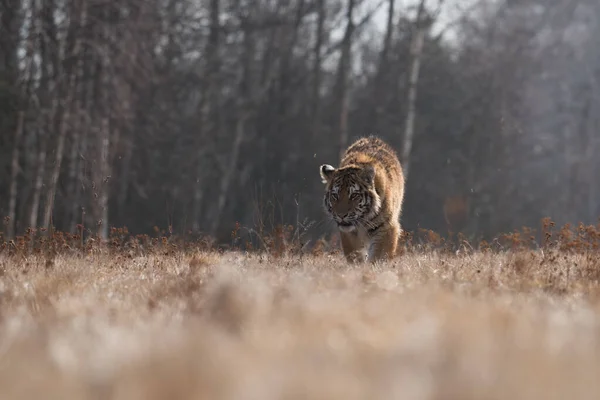 Tigre Siberiana Fuga Bella Dinamica Potente Foto Questo Maestoso Animale — Foto Stock