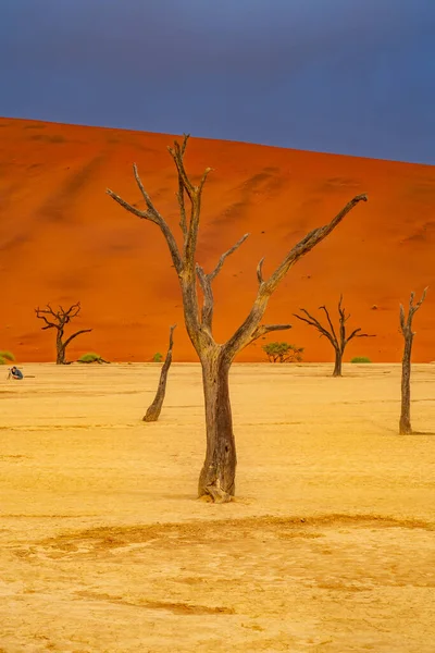 Мертвые Верблюжьи Деревья Фоне Красных Дюн Голубого Неба Дидванге Соссуссо — стоковое фото