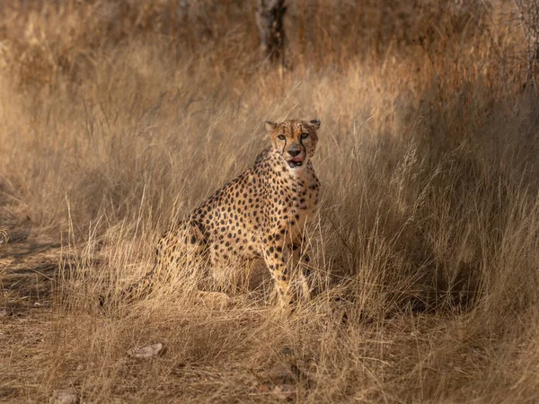 Ein Gepard Auf Der Suche Nach Beute Grasland Der Kalahari — Stockfoto