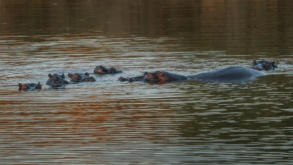 Гіпопопотама Hippopotamus Amphibius Або Бегемот Великий Переважно Травоїдний Ссавець Африці — стокове фото
