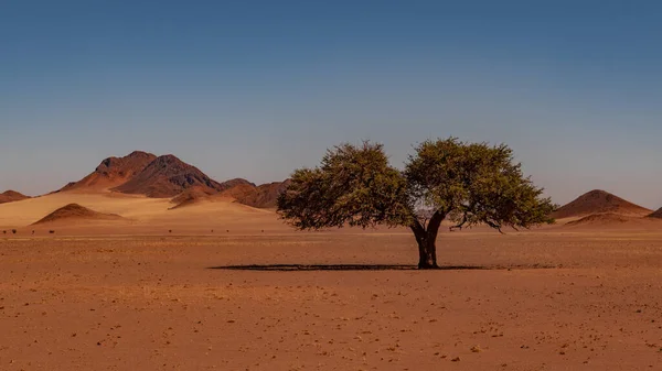 stock image huge sand dunes in the Namib Desert with trees in the foreground of Namibia