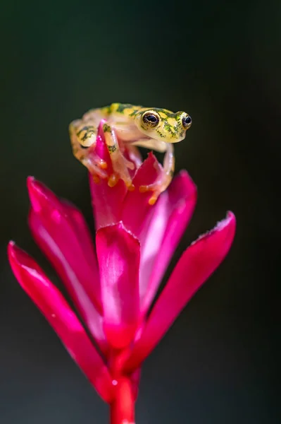 Síťovaná Skla Frog Hyalinobatrachium Valerioi Krásné Malé Zelené Žluté Žába — Stock fotografie