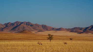 Ön planda Afrika antilobu ve arka planda kum tepeleri olan Namibya çölü.