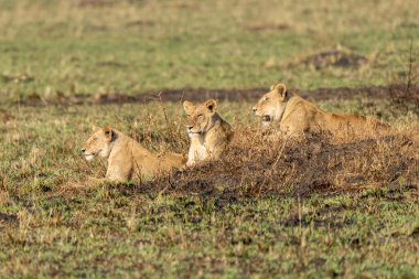Savannah çim üzerinde yalan büyük aslan. düz ve tepelerin arka planda karakteristik ağaçlarla peyzaj