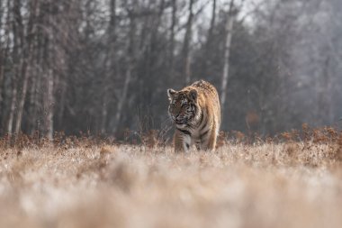 Sibirya Kaplanı kaçıyor. Bu görkemli hayvanın güzel, dinamik ve güçlü fotoğrafı. Bu inanılmaz hayvan için tipik bir ortam. Ağaçlar ve çayırlar