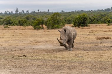 White Rhinoceros Ceratotherium simum Square-lipped Rhinoceros at Khama Rhino Sanctuary Kenya Africa.