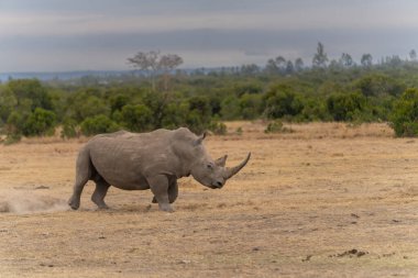 White Rhinoceros Ceratotherium simum Square-lipped Rhinoceros at Khama Rhino Sanctuary Kenya Africa.