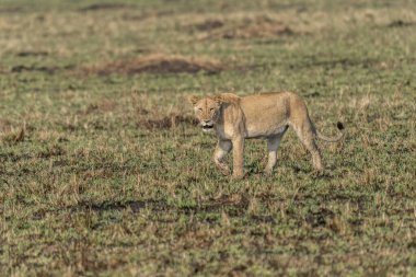 Savannah çim üzerinde yalan büyük aslan. düz ve tepelerin arka planda karakteristik ağaçlarla peyzaj