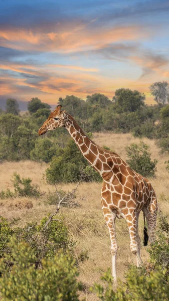 Жираф Перед Національним Парком Амбоселі Кенія Masai Mara Захід Сонця — стокове фото