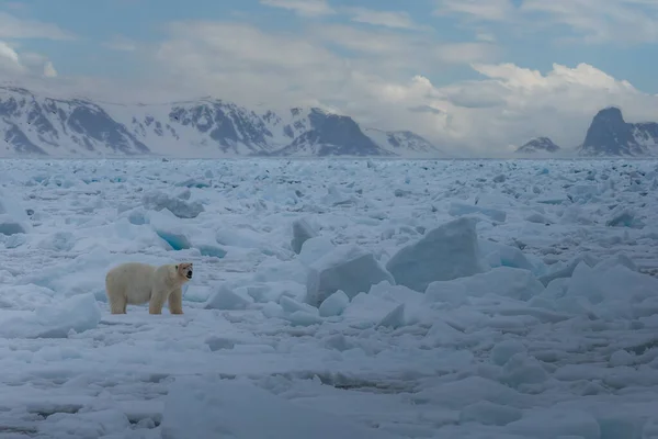 Eisbär Ursus Maritimus Spitzbergen Nordmeer — Stockfoto