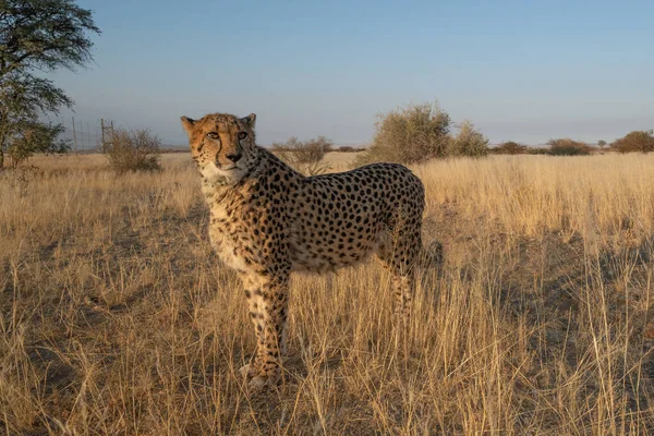 Gepárd Afrikai Szavannában Prédára Vár Namíbia — Stock Fotó