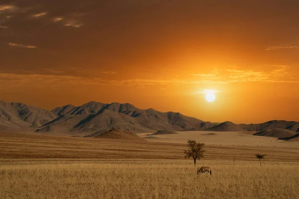 Namibische Woestijn Met Oryx Voorgrond Zandduinen Achtergrond Namibië — Stockfoto