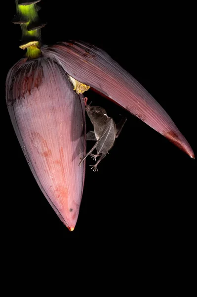 Lonchophylla Robusta Orange Nectar Bat Летучая Мышь Колеблется Пьет Нектар — стоковое фото