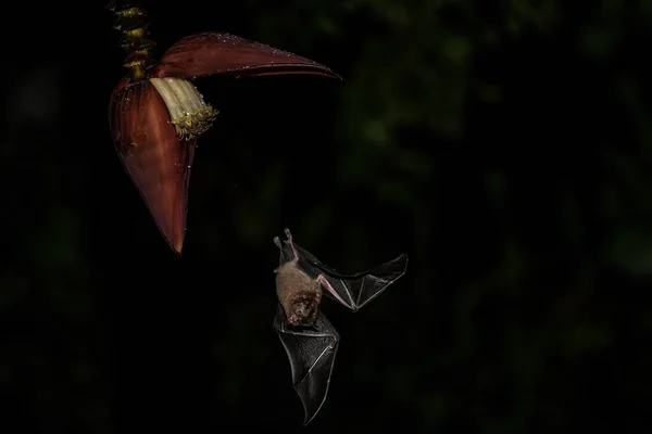 Lonchophylla Robusta Orange Nectar Bat Bat Hovering Drinking Nectar Beautiful — Stock Photo, Image