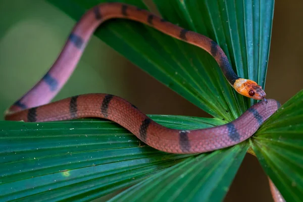 哥斯达黎加珊瑚蛇共同蛇分布于尼加拉瓜的东加勒比和东南加勒比到巴拿马的加勒比 在哥斯达黎加的热带和亚热带热带雨林中也发现了这种现象 — 图库照片
