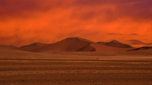 Enormi Dune Sabbia Nel Deserto Del Namib Con Alberi Primo — Foto Stock