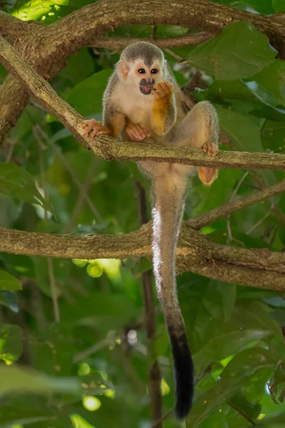 다람쥐 원숭이 Saimiri Oerstedii Corcovado 코스타리카 줄기에 트로픽 식물에 원숭이입니다 — 스톡 사진