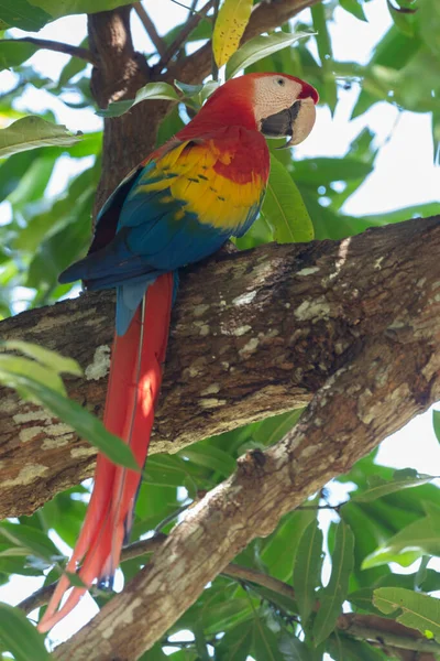 Papagaio Vermelho Vegetação Verde Scarlet Macaw Ara Macau Floresta Tropical — Fotografia de Stock