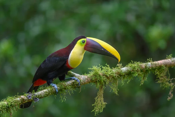 Yılan Gagalı Toucan Ramphastos Sülfuratus Kosta Rika Ormanından Çok Renkli — Stok fotoğraf