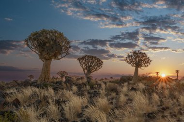 Çöl yatay, titreme ağaçları (Aloe dichotoma) ile Northern Cape, Güney Afrika