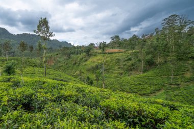 Dağlardaki güzel çay tarlaları. Sri Lanka