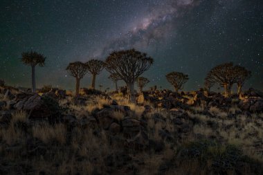 Titrek ağaçlı (Aloe ikilemi) çöl manzarası, Kuzey Burnu, Güney Afrika ön planda ay ışığı arka planda Samanyolu